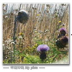 美国荒野的季节,探寻自然之美与生命律动